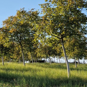 Vocnjak oraha 40000 m2 (Đakovo)