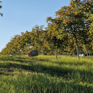 Vocnjak oraha 40000 m2 (Đakovo)