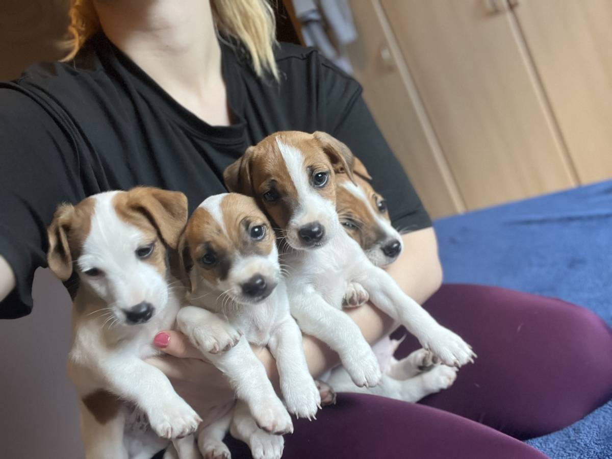 Štene Jack Russell terijera