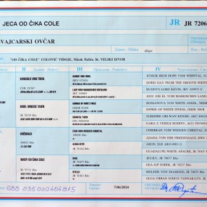 Bijeli švicarski ovčar, ženka - izložbeni primerak