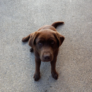Poklanjam Labradora Retrivera
