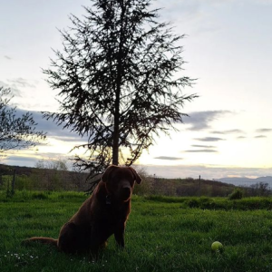 Poklanjam Labradora Retrivera