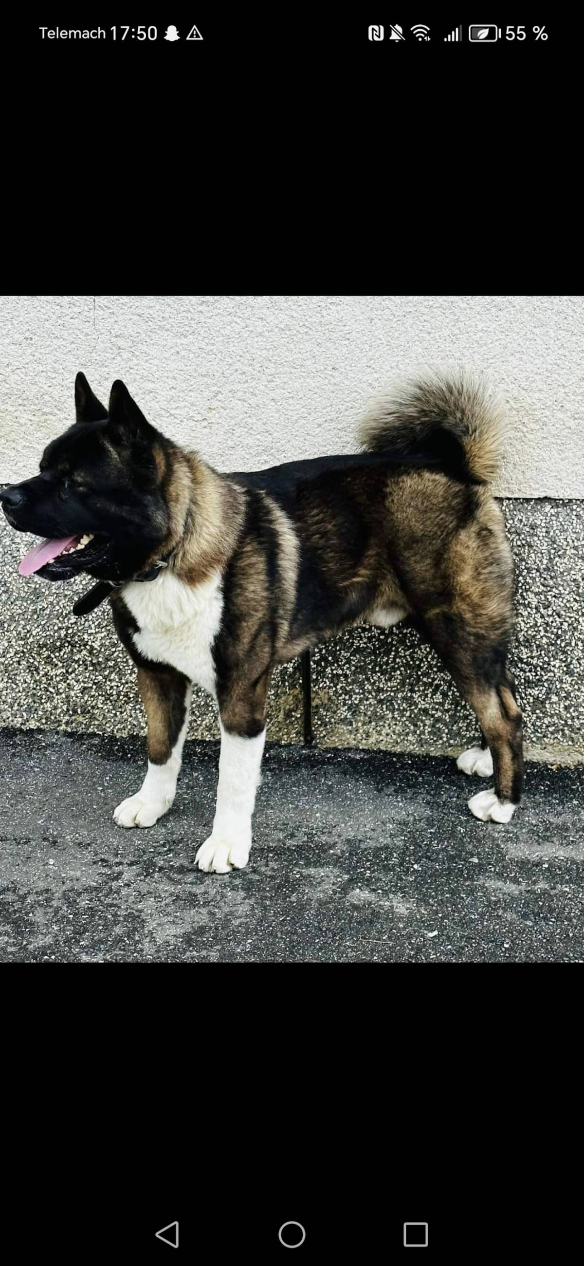 Američka Akita
