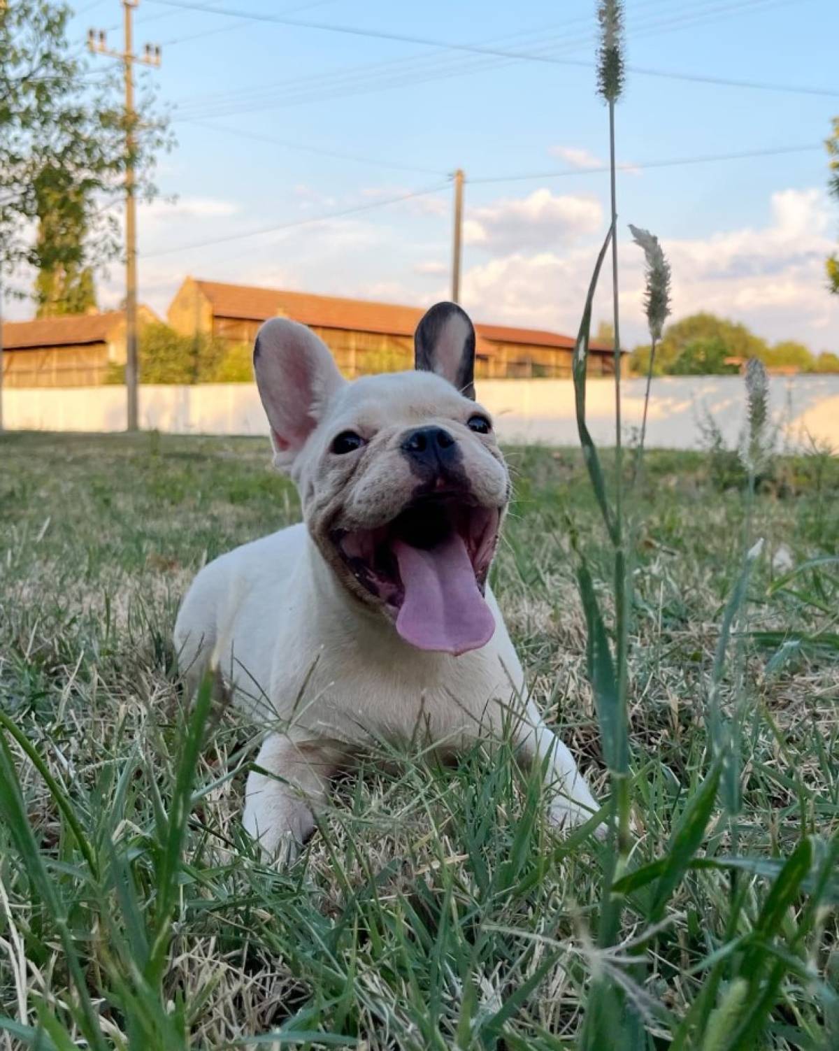 Francuski Buldog VRHUNSKI stenci