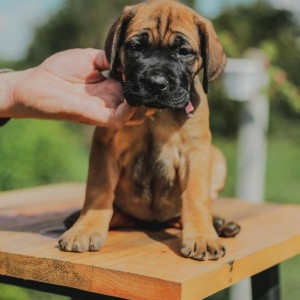 Cane Corso Kane Korso prelepi štenci