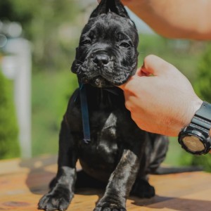 Cane Corso Kane Korso prelepi štenci