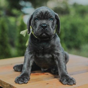 Cane Corso Kane Korso prelepi štenci