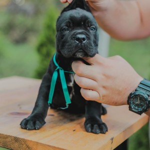 Cane Corso Kane Korso prelepi štenci