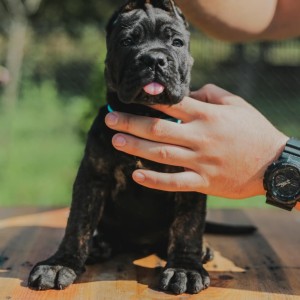 Cane Corso Kane Korso prelepi štenci