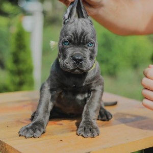 Cane Corso Kane Korso prelepi štenci