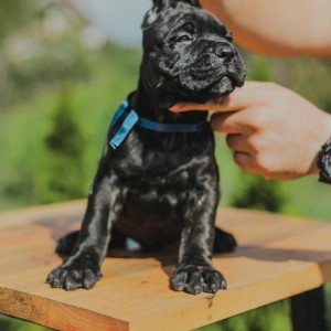 Cane Corso Kane Korso prelepi štenci