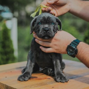 Cane Corso Kane Korso prelepi štenci