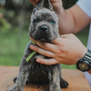 Cane Corso Kane Korso prelepi štenci