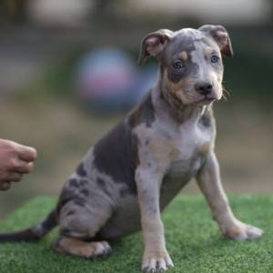 Američki pit bull terijer štenci