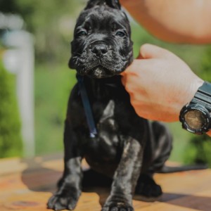 Cane Corso Kane Korso prelepi štenci