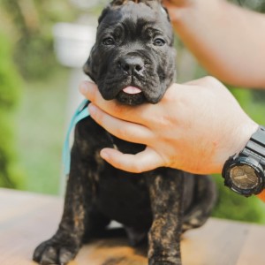 Cane Corso Kane Korso prelepi štenci