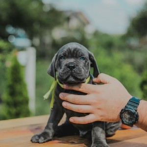 Cane Corso Kane Korso prelepi štenci