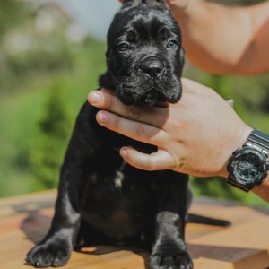 Cane Corso Kane Korso prelepi štenci