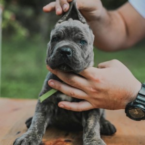 Cane Corso Kane Korso prelepi štenci