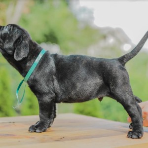 Cane Corso Kane Korso prelepi štenci