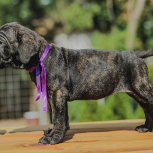 Cane Corso Kane Korso prelepi štenci