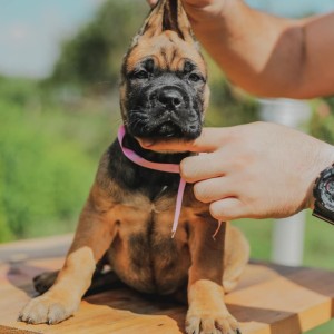 Cane Corso Kane Korso prelepi štenci