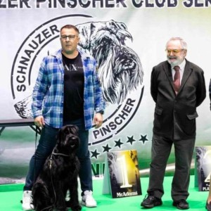 Veliki Crni Snaucer štenci