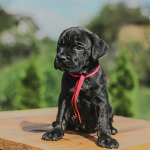 Cane Corso Kane Korso prelepi štenci