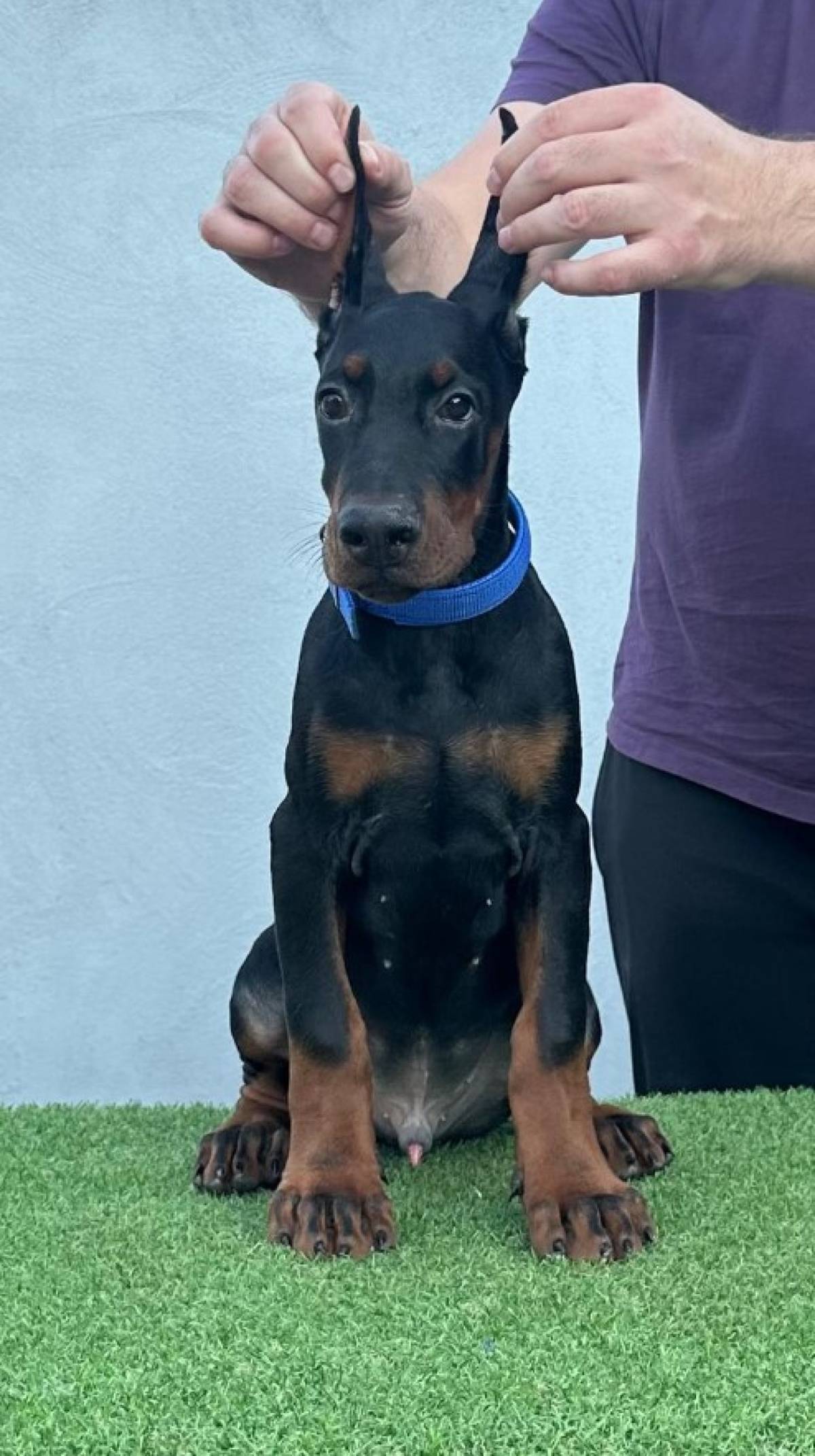 Doberman prelepi štenci