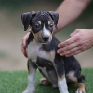 Američki pit bull terijer štenci