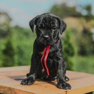Cane Corso Kane Korso prelepi štenci