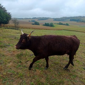 Salers krave