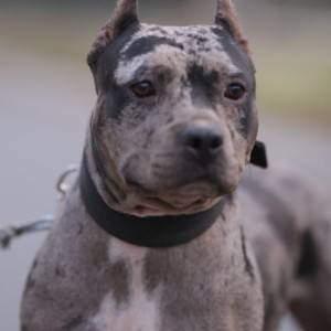 Američki pit bull terijer štenci