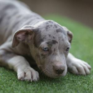 Američki pit bull terijer štenci
