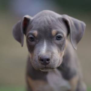 Američki pit bull terijer štenci