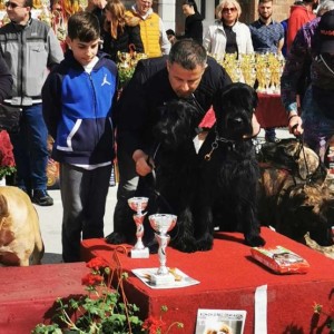 Veliki Crni Snaucer štenci
