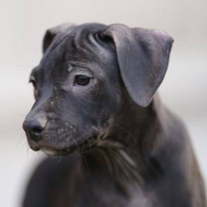 Američki pit bull terijer štenci