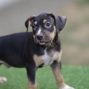Američki pit bull terijer štenci