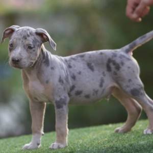 Američki pit bull terijer štenci