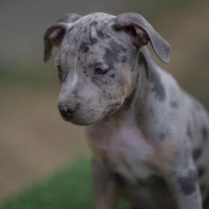 Američki pit bull terijer štenci