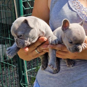 Francuski Buldog Exotic žensko štene