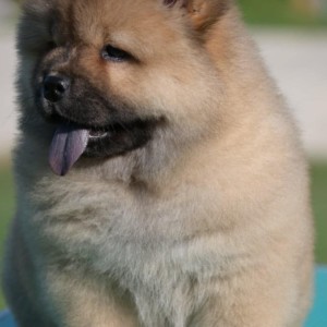 Chow Chow Cau Cau Čau Čau