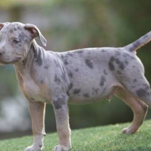 Američki pit bull terijer štenci