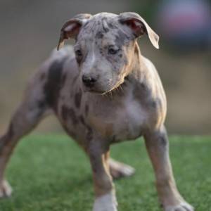 Američki pit bull terijer štenci