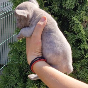 Francuski Buldog Exotic žensko štene