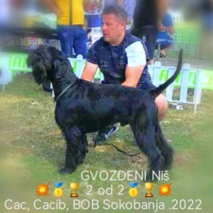 Veliki Crni Snaucer štenci