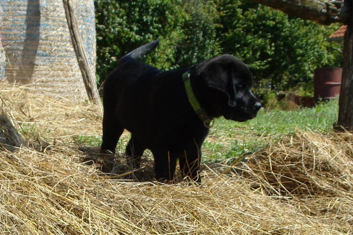 Labrador retriver štenci