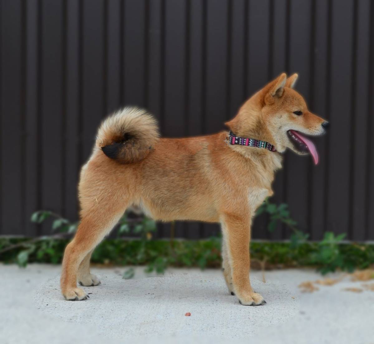 Shiba Inu prelepi štenci