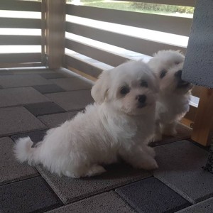 MALTEZERI, prekrasni mali štenci, pomoć u odgoju i školovanju