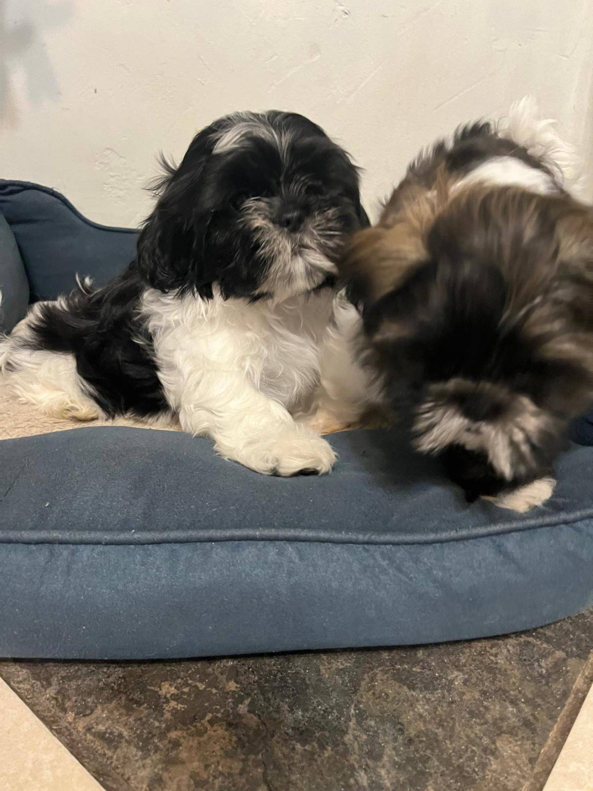 Shi Tzu Štenci